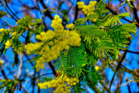 Mimosa