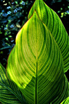 Leaf-study-13