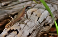 Cuban-lizzard