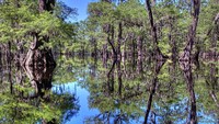 Mirrored-swamp