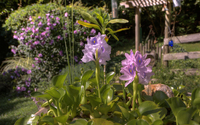 Water-hyacinth-blooming