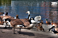 King-swan-and-his-followers