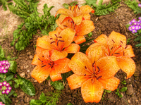 Orange-lillies-in-the-garden