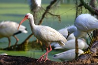 Dirty-bird