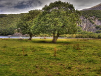 Trees-by-the-lake