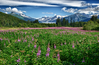 Glacierweed