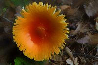 Orange-shroom