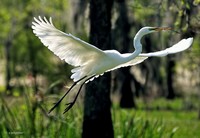 Nesting-time