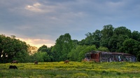 Spring-buttercups-sunrise