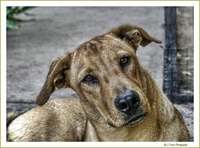 The-dog