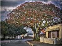 Big-oak-tree