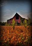 Barn-in-golden-field
