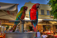 Parrots