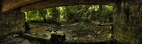 Here-is-the-forest-s-territory