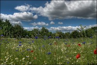 Grassland