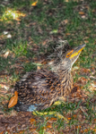 Baby-night-heron
