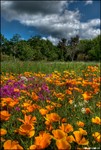 Flowers-land