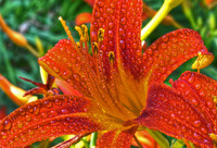 Wild-flower
