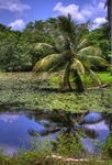 Crocodile-farm-cuba