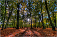 Autumn-s-primary-colours