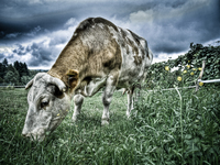 Little-cow