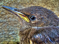Hummingbird