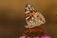 Painted-lady-butterfly