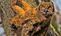 Great-horned