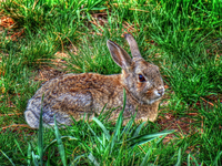 Denver-prarie-pest