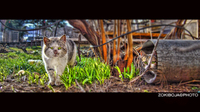 Cats
