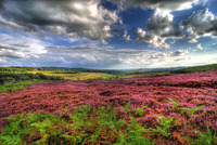 Heather-across-the-moors