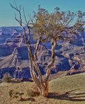 Twisted-dry-tree-near-the-edge