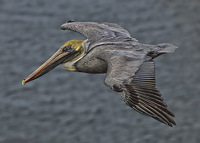 Pelican-at-eye-level