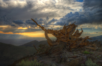 Bristlecone-sunset-1