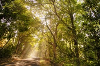 Tropical-forest