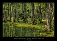 Swamp