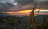 Bristlecone-pine-sunset-2