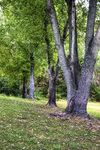 Trees