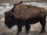 Hungry-bison