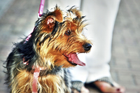Polpetta-my-mother-s-dog