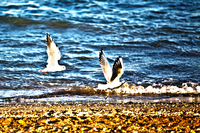 Seagull
