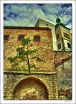 The-magic-tree-