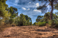 Forest-walk