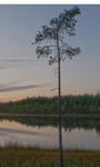 Torrhedstj-rn-ockelbo-sweden