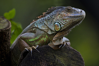 The-lizard
