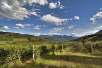 Vineyards-of-kaltern-