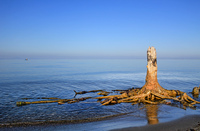 Long-roots