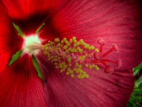 Hibiscus-macro