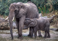 Mother-and-child