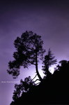 The-twilight